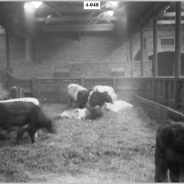 Estate's cattle.jpg